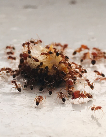 Ant Control Treatment