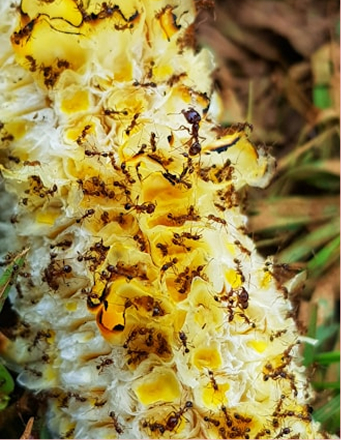 Eco-Friendly Ant Removal