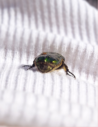 Professional Bed Bug Treatment