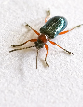 Bed Bug Control Services