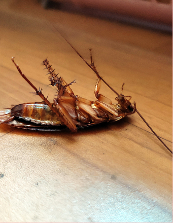 Eco-Friendly Cockroach Treatment