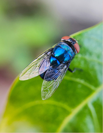 IdealPro Fly Control Treatment