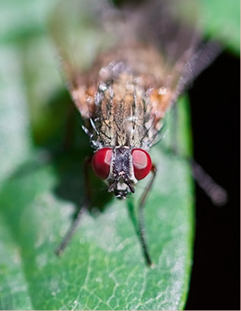 Eco-Friendly Fly Management