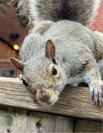 Rodent Control Services - IdealPro