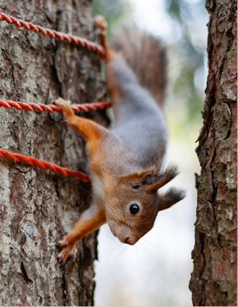 Professional Rodent Management by IdealPro