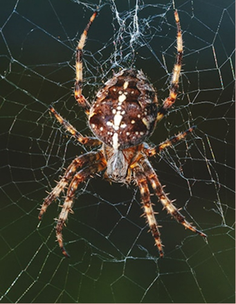 Spider Treatment Home