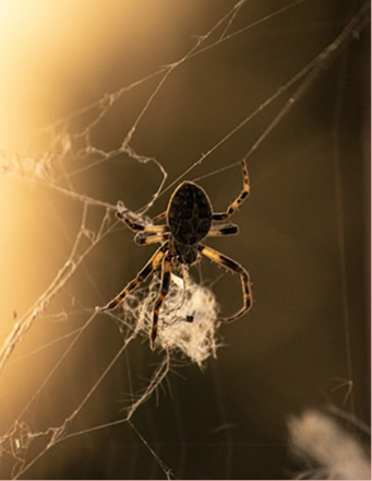 Professional Spider Removal