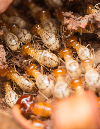 Termite Damage Control