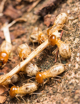 Professional Termite Treatment